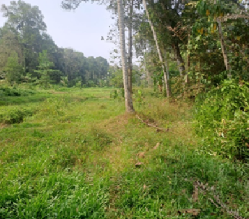 Neil John, Kerala